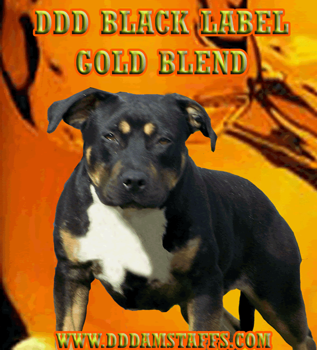 DDDawgs Black Label Gold Blend